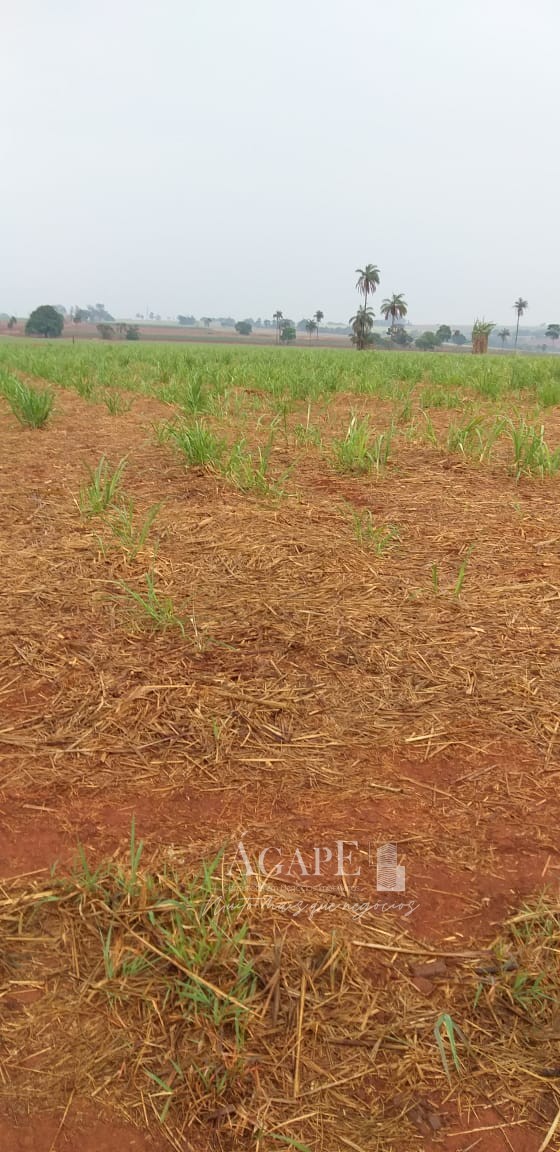 Área em Artur Nogueira